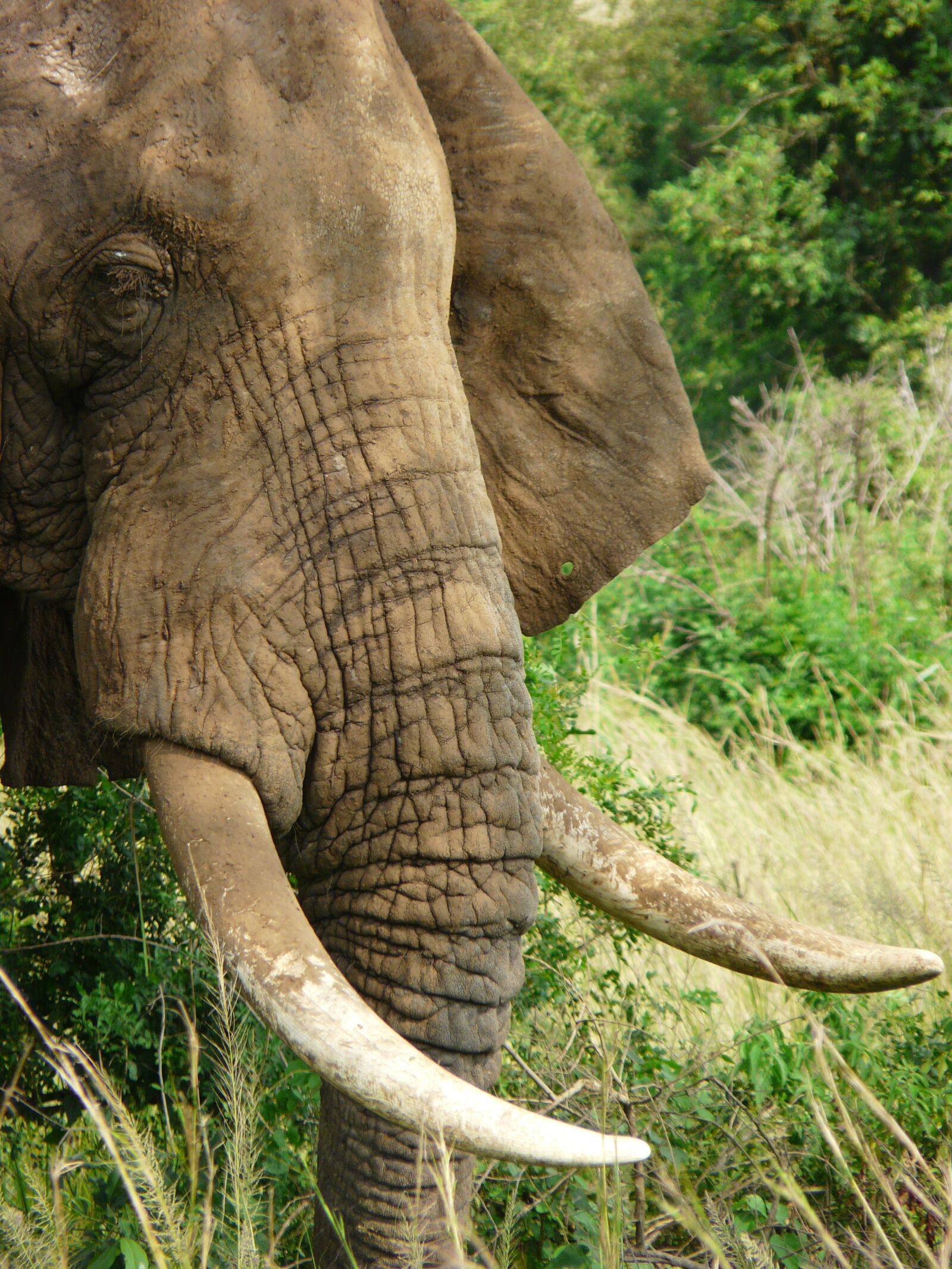 Panasonic DMC-FZ18 sample photo. Elephant, tusks, wildlife photography