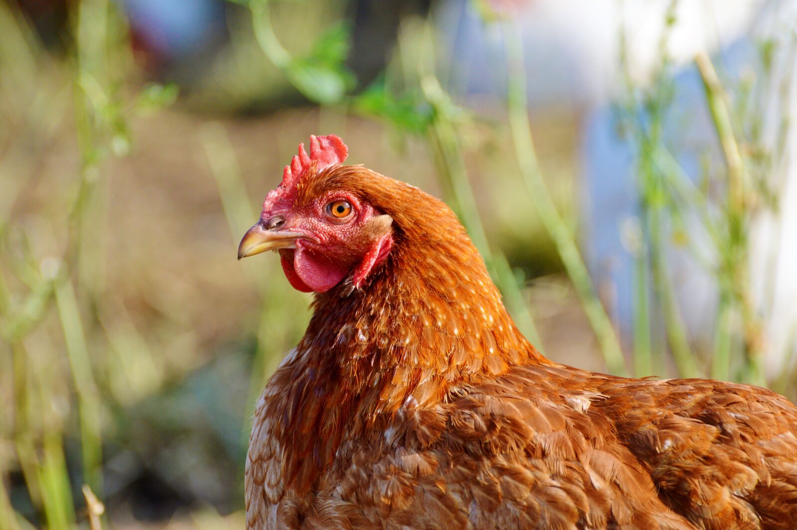 Nikon D3200 sample photo. Chicken, hen, poultry photography
