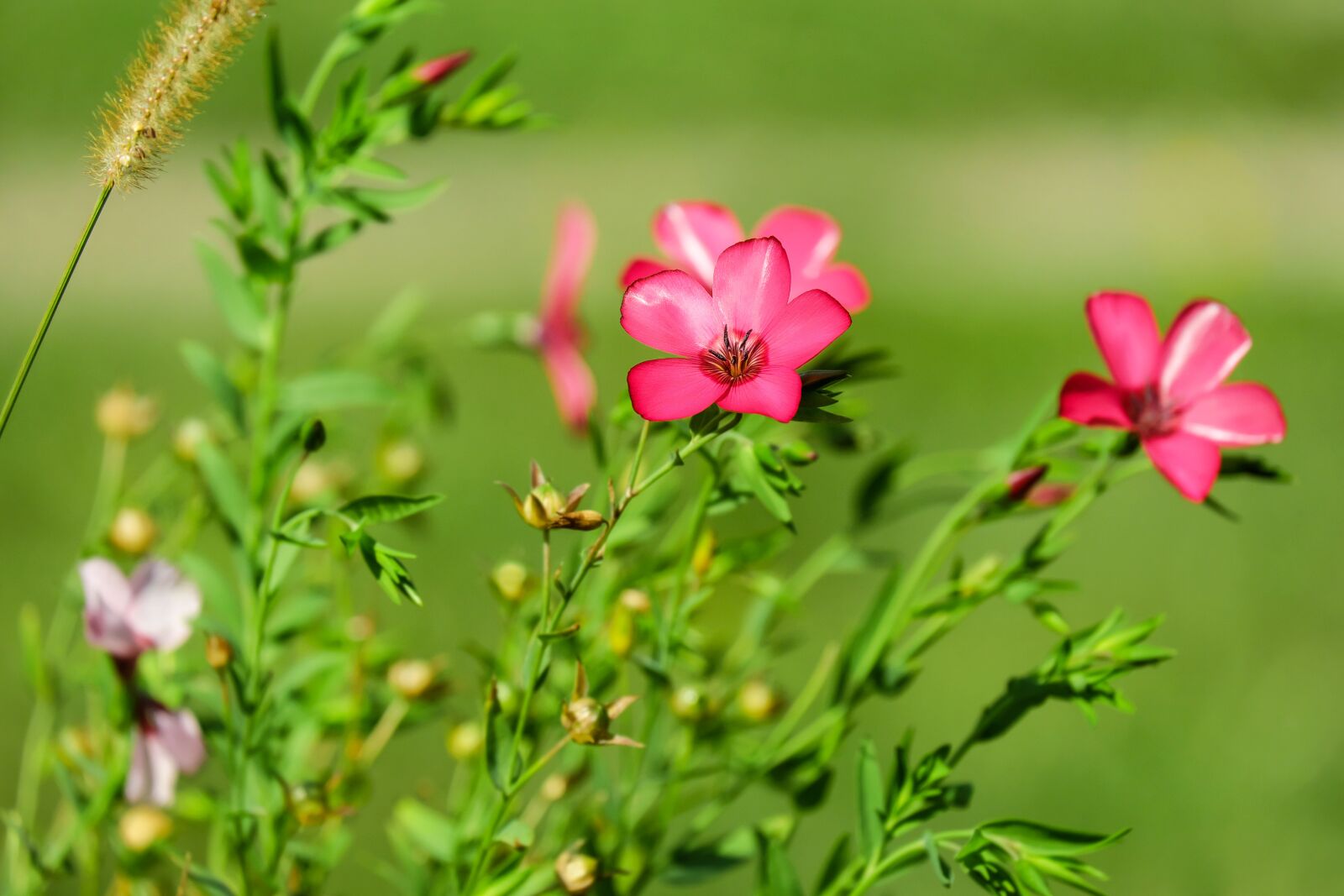 Fujifilm X-T10 + Fujifilm XC 50-230mm F4.5-6.7 OIS sample photo. Flower, red lein, blossom photography
