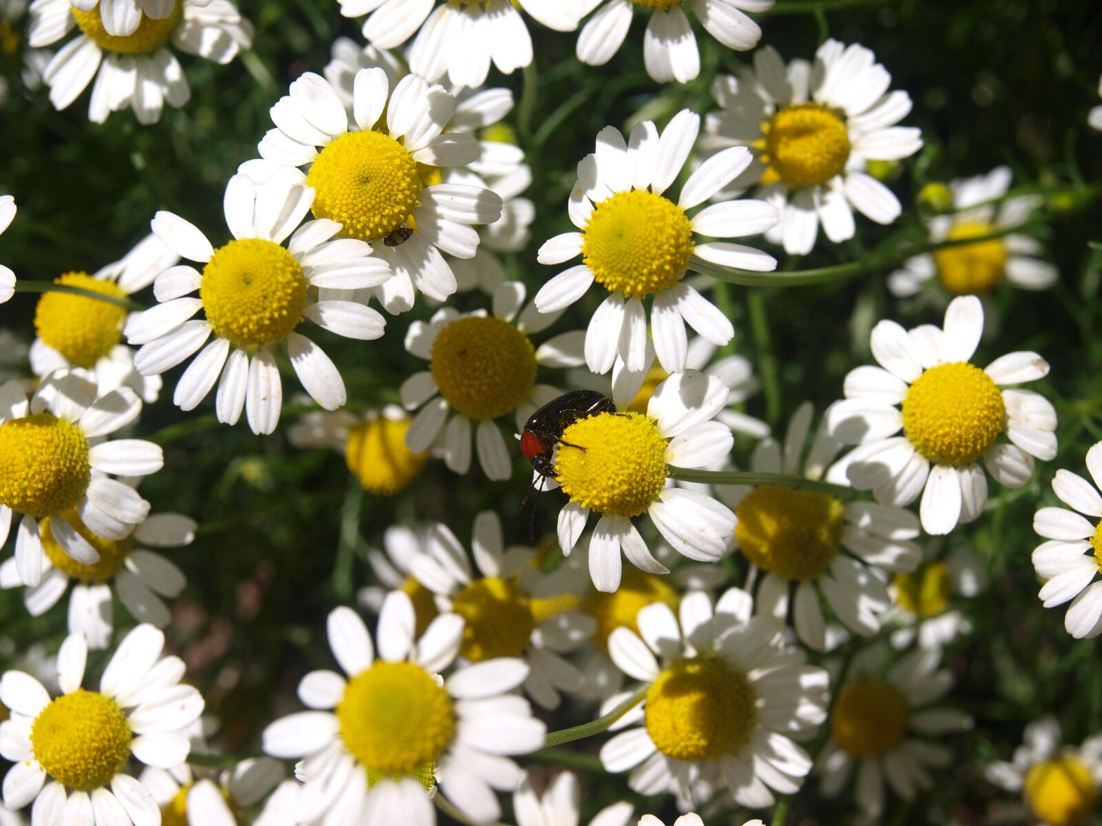 Olympus E-420 (EVOLT E-420) sample photo. Chamomile, flower chamomile, flowers photography