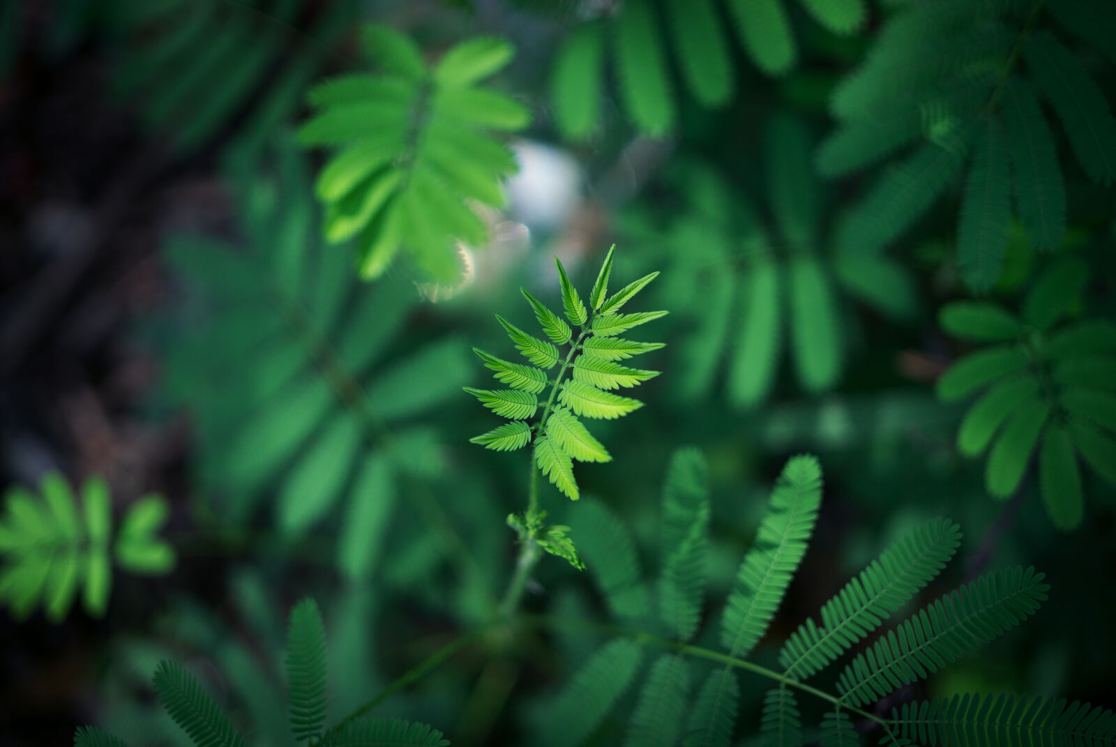 E 32mm F1.8 sample photo. Green, leaf, plant photography