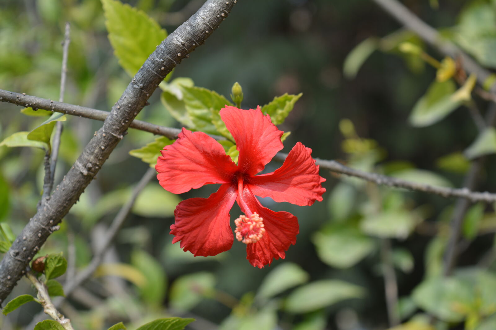 Nikon D5200 sample photo. Bokeh, flowers, green, hibiscus photography