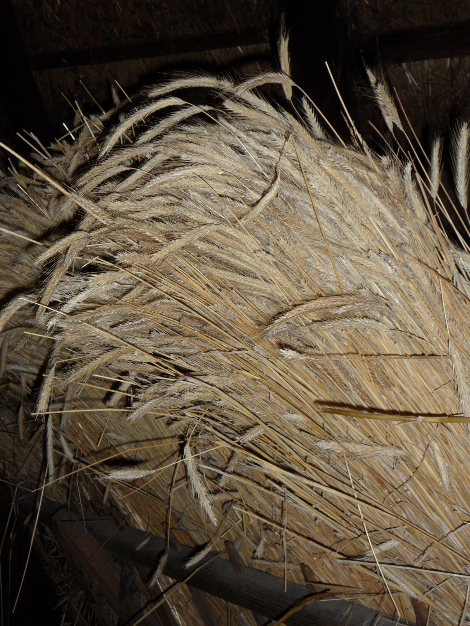 Samsung VLUU WB210, SAMSUNG WB210 sample photo. Sheaf, cereals, bundle photography