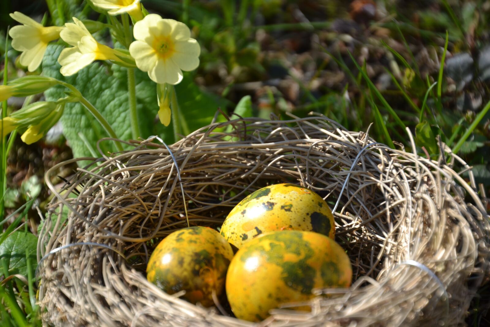Nikon D3100 sample photo. Spring, cowslip, yellow photography