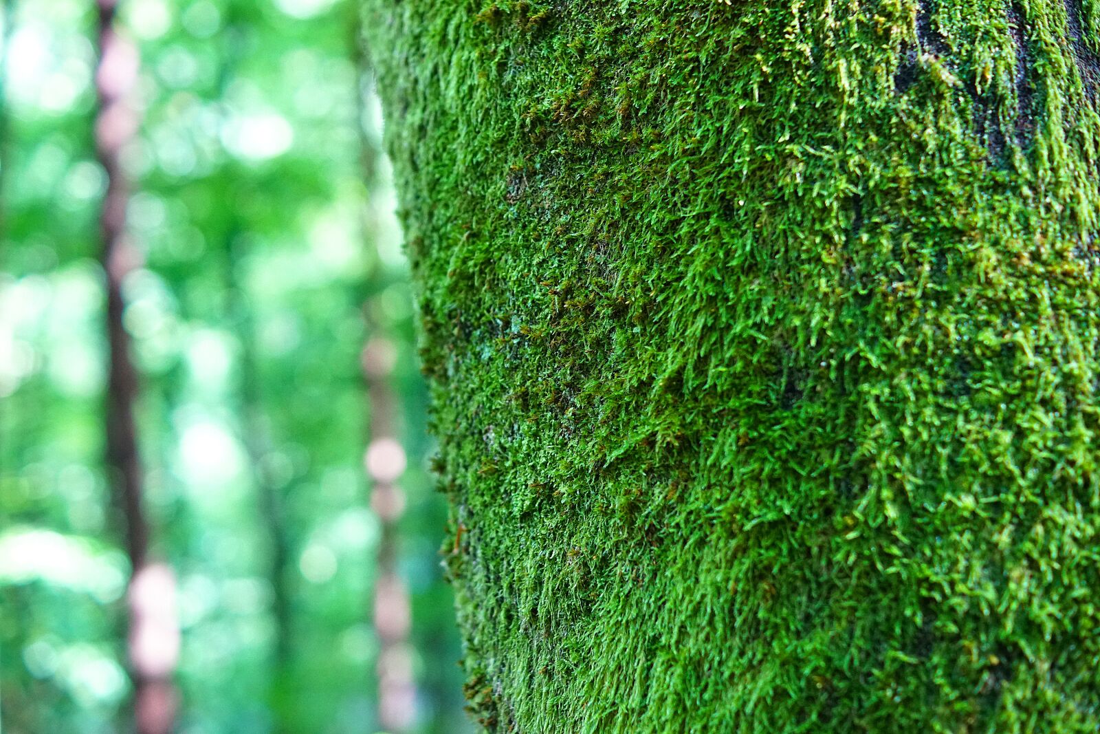 Sony SLT-A68 + Sony DT 35mm F1.8 SAM sample photo. Tree, foam, trunk photography