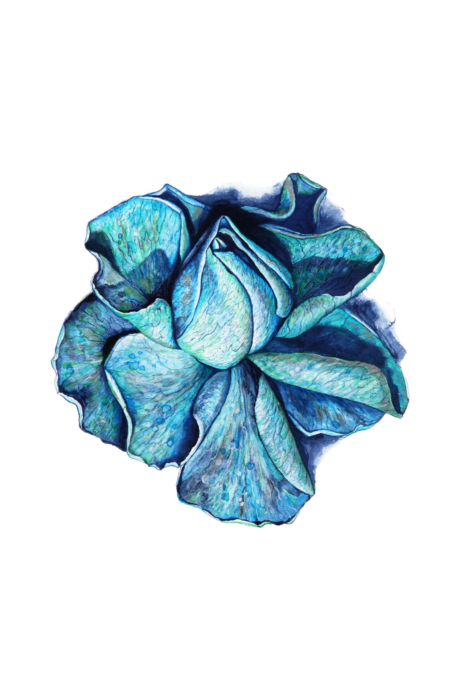 Canon EOS 5D Mark II sample photo. Blue rose, blue, rose photography