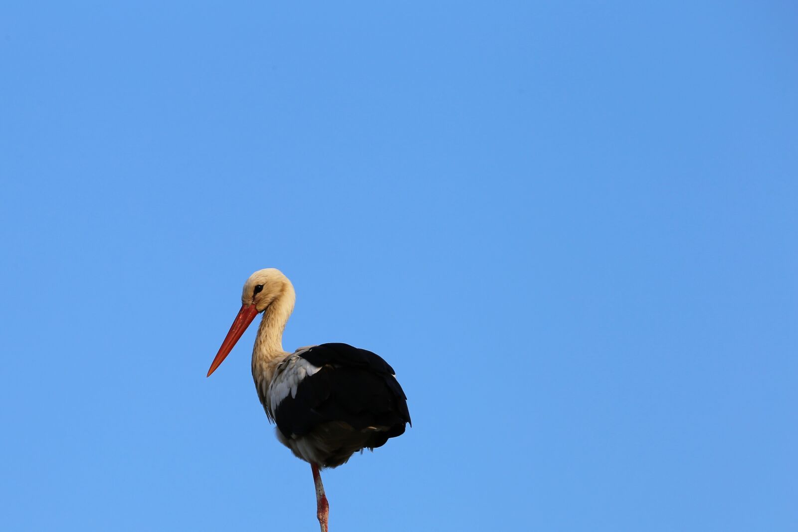 Canon EF 70-300 F4-5.6 IS II USM sample photo. Stork, standing, bird photography