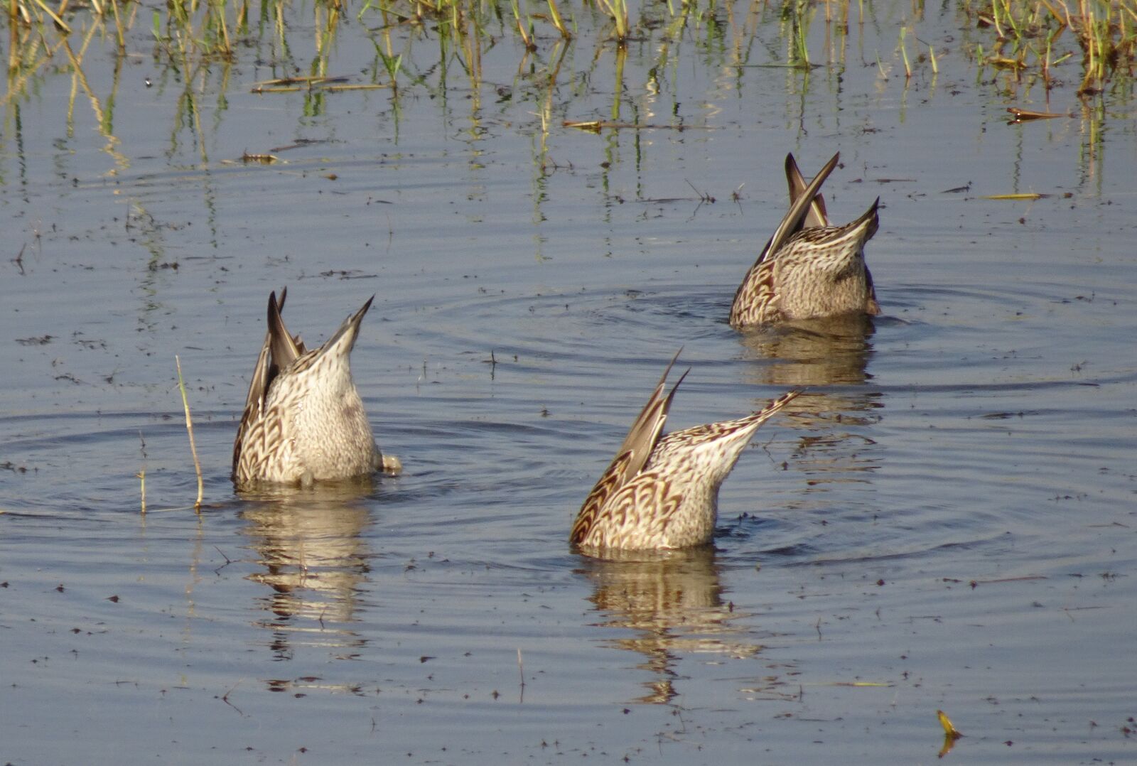 Sony Cyber-shot DSC-HX90V sample photo. Pintail, northern pintail, anas photography
