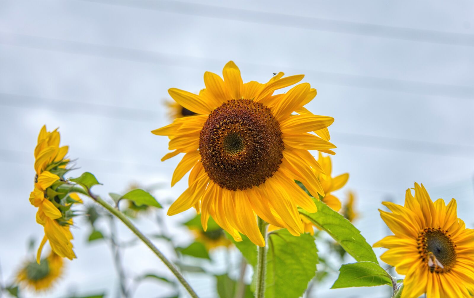 Nikon D750 sample photo. Sunflower, yellow, petals photography