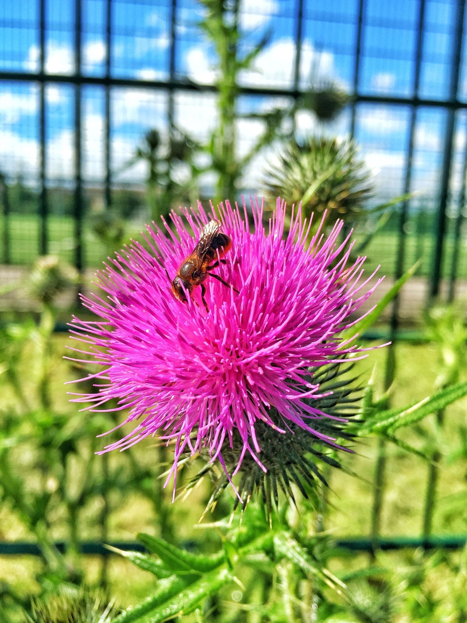 Apple iPhone 6 sample photo. Thistle, flower, nature photography