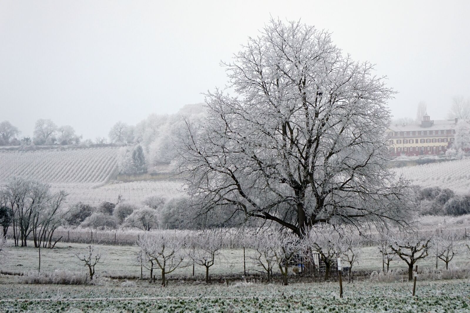 Sony a6000 sample photo. Winter, tree, white photography