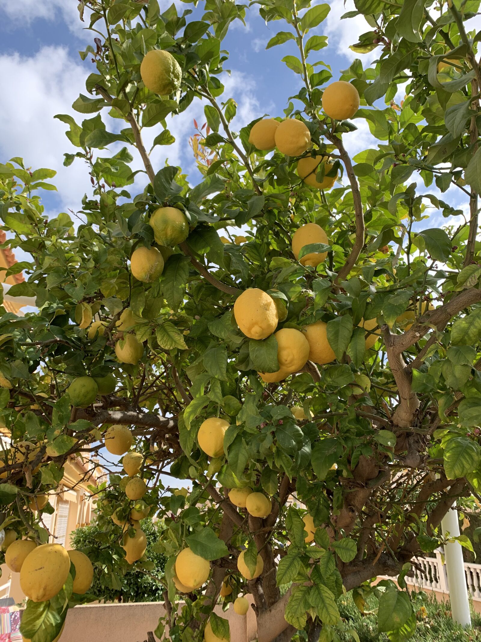 Apple iPhone XR sample photo. Lemon-tree, lemons, citrus photography