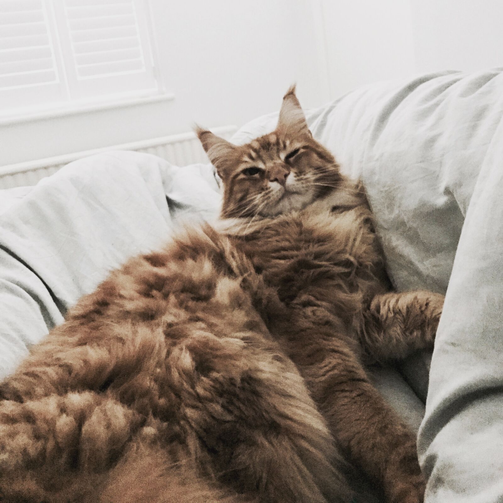 iPhone 7 back camera 3.99mm f/1.8 sample photo. Bed, bedding, cat, ginger photography