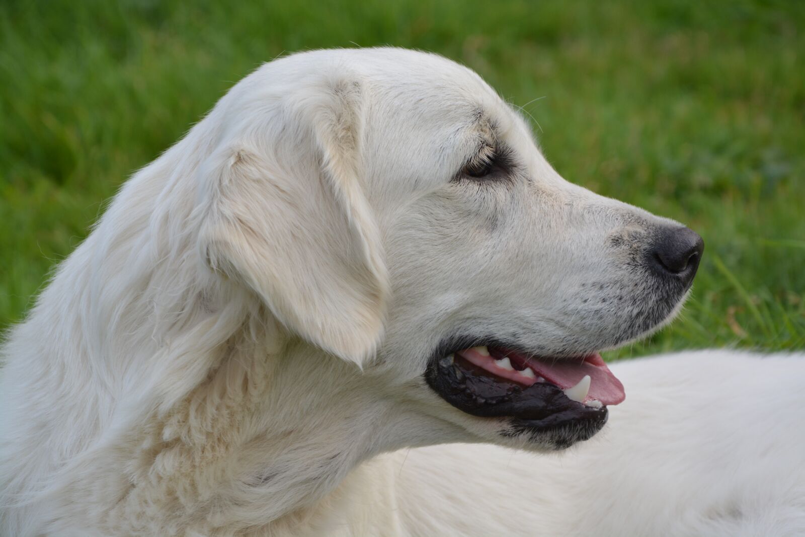 Nikon D5200 sample photo. Dog, head, profile photography