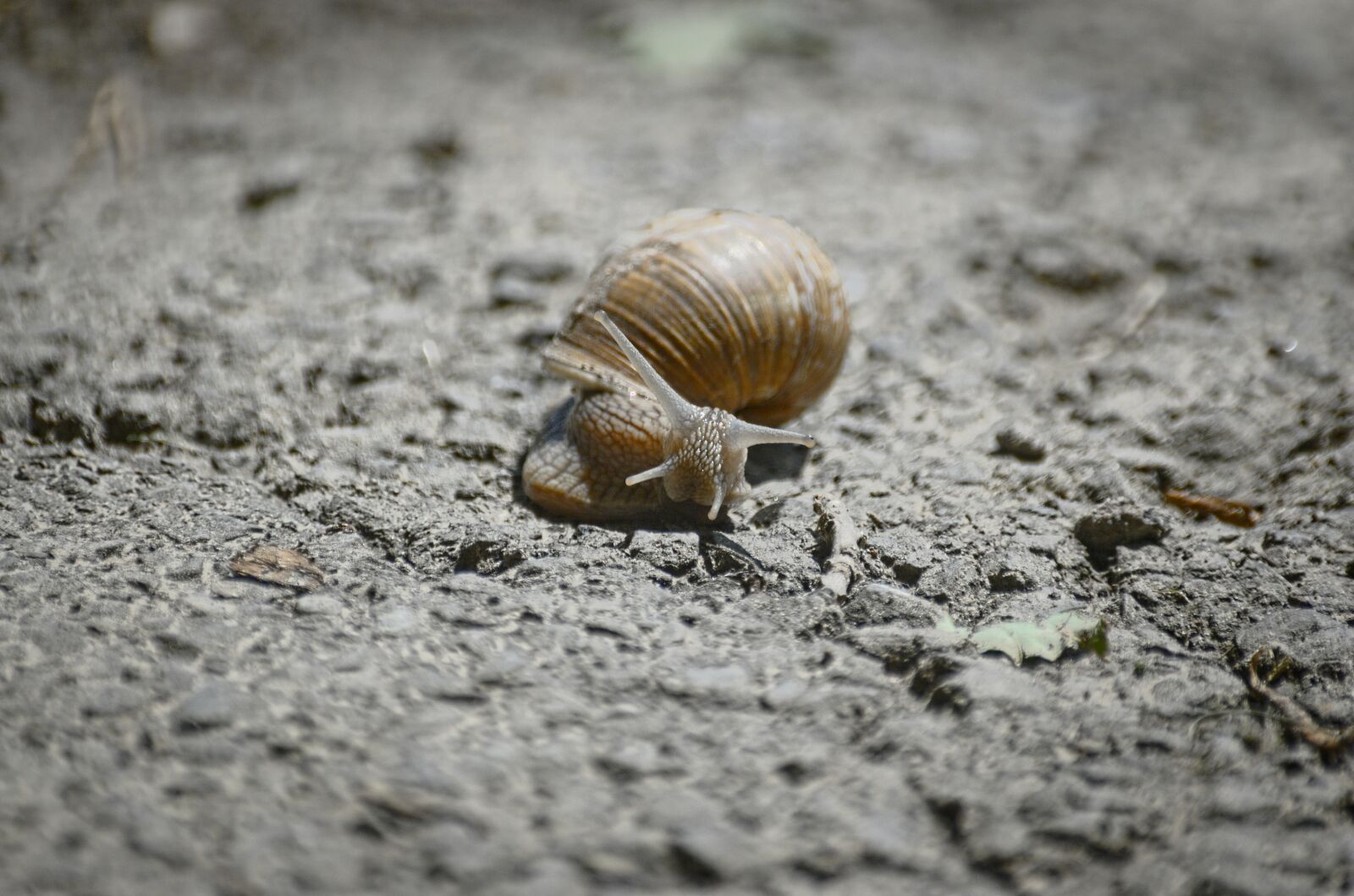 Nikon D70 sample photo. Snail, shell photography