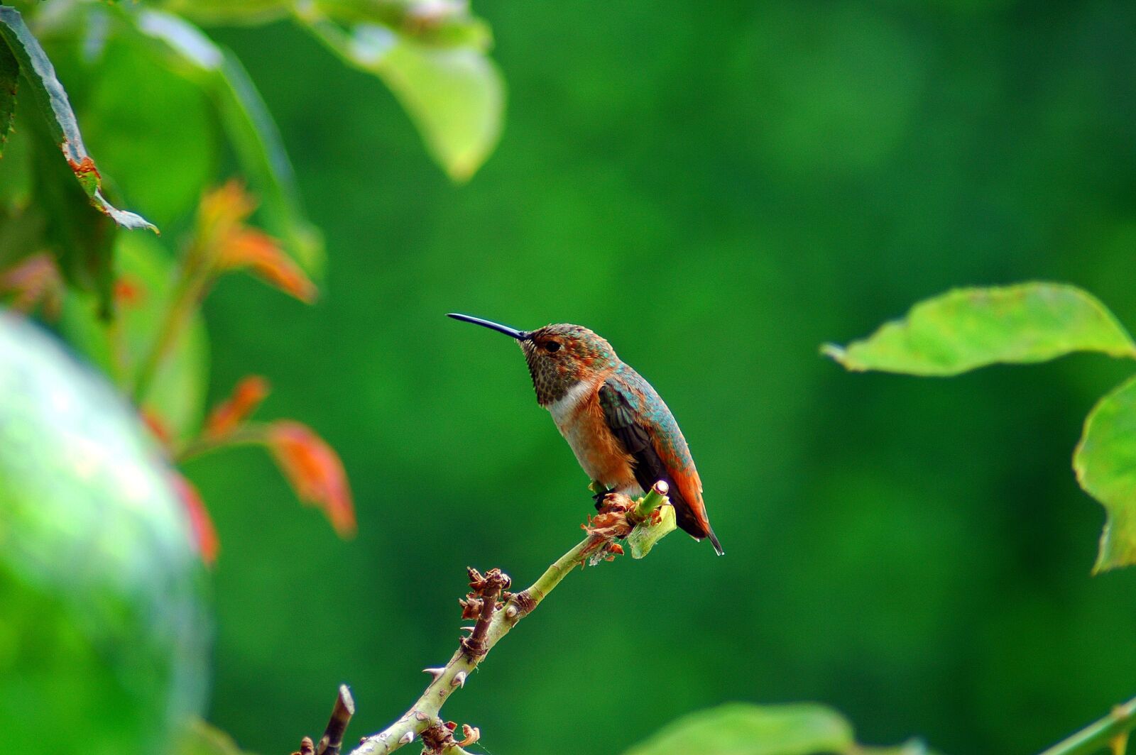 Nikon D70 sample photo. Nature, humming bird, bird photography