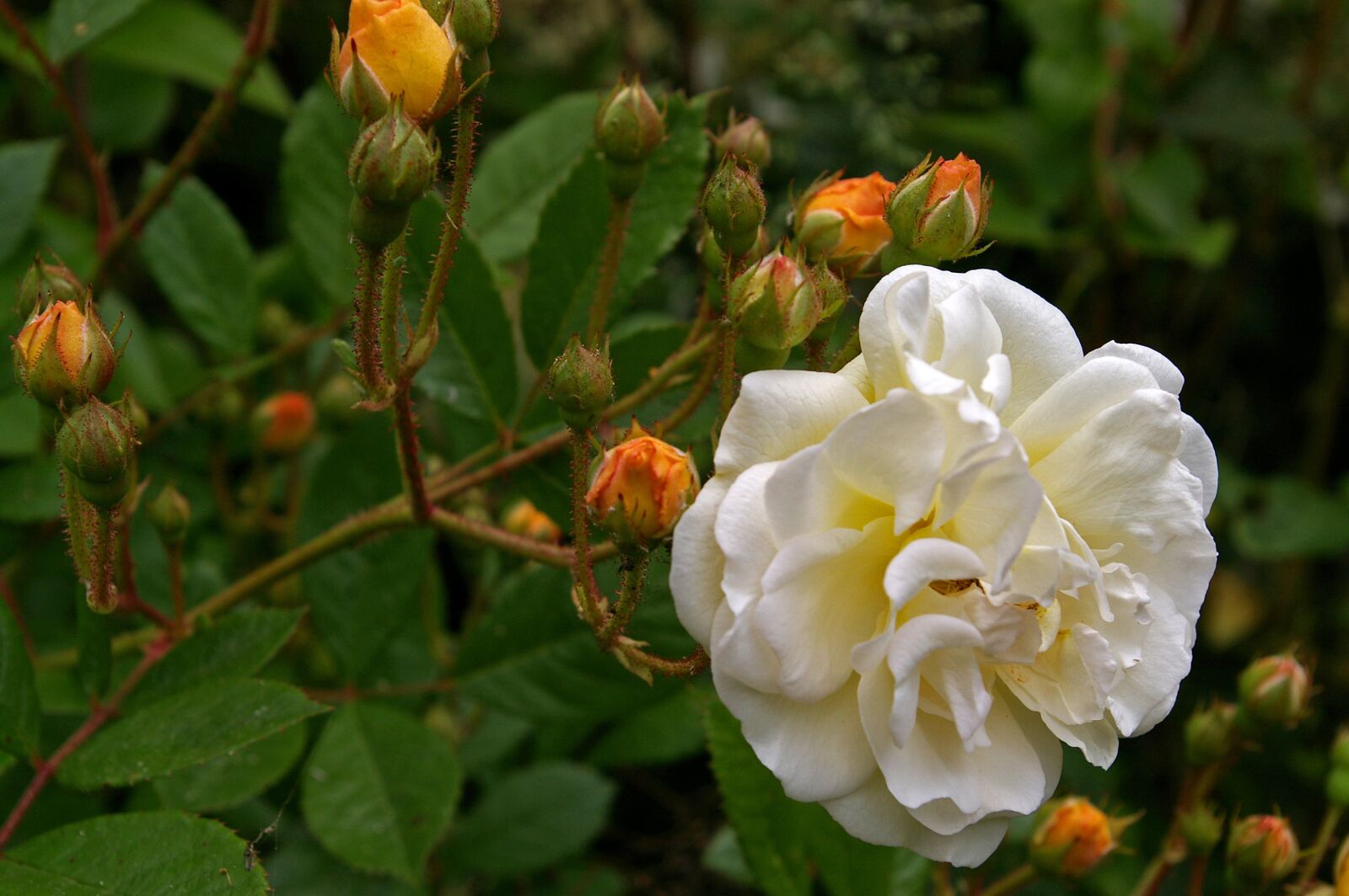 Pentax *ist DL2 sample photo. Ghislaine de filigonde, rose photography