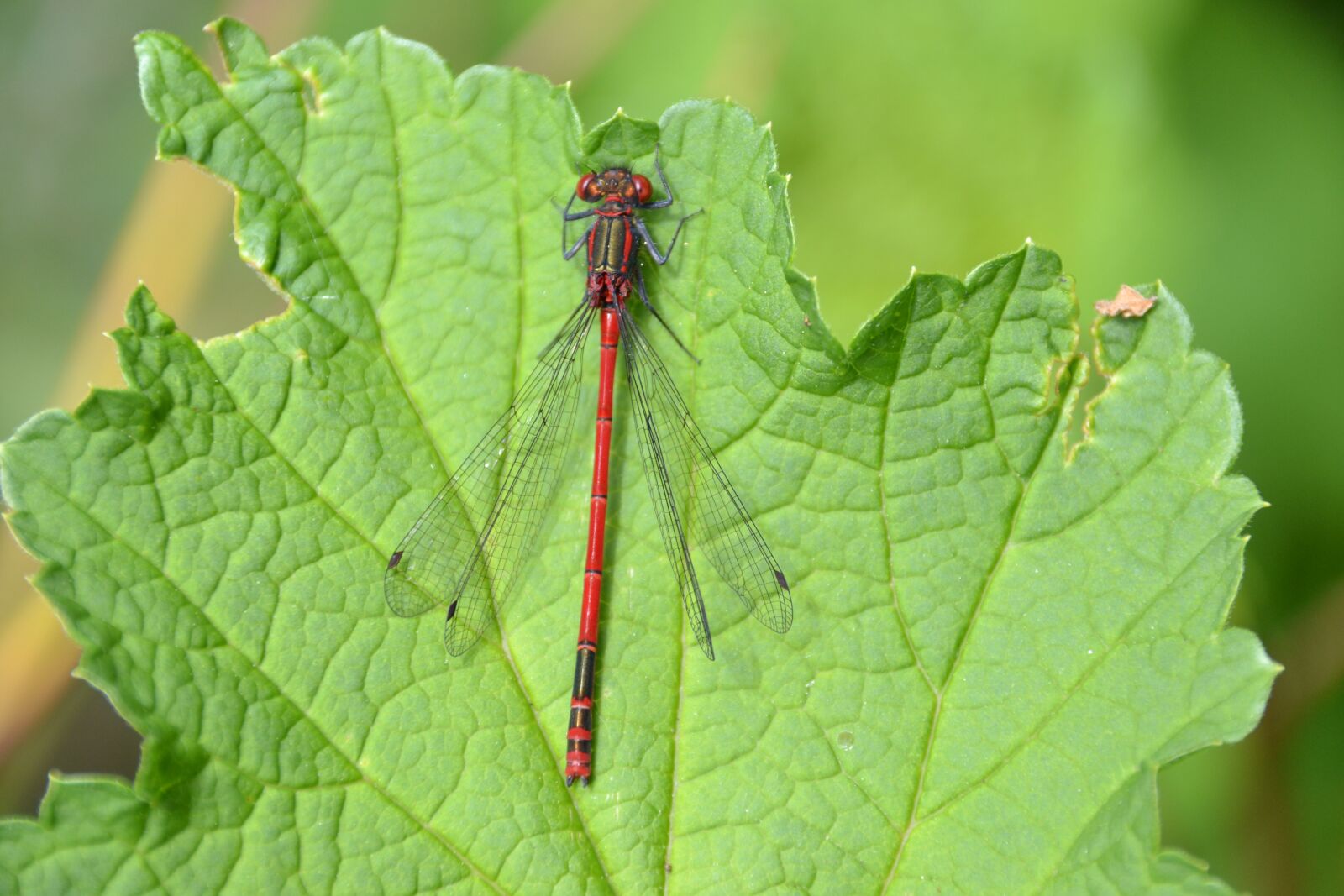 Nikon D3100 sample photo. Dragonfly, red, leaf photography