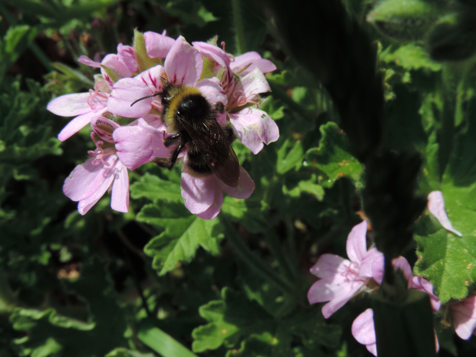 Nikon Coolpix P520 sample photo. Bumblebee, insect, nipping photography