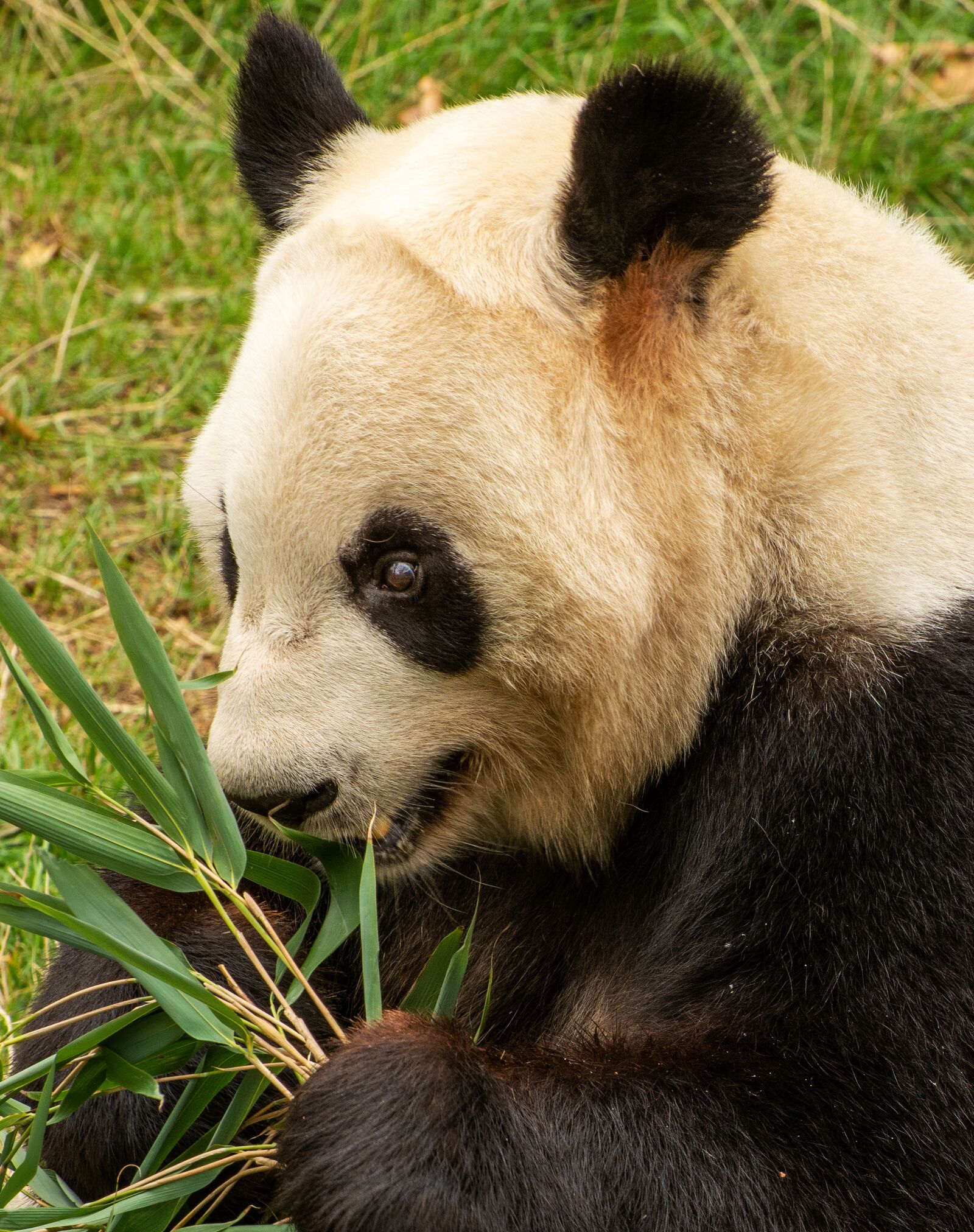 Nikon D7100 sample photo. Panda, zoo, mammals photography