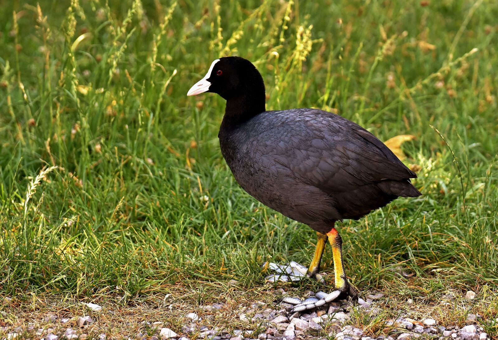Nikon D7200 sample photo. Coot, animal, animal world photography