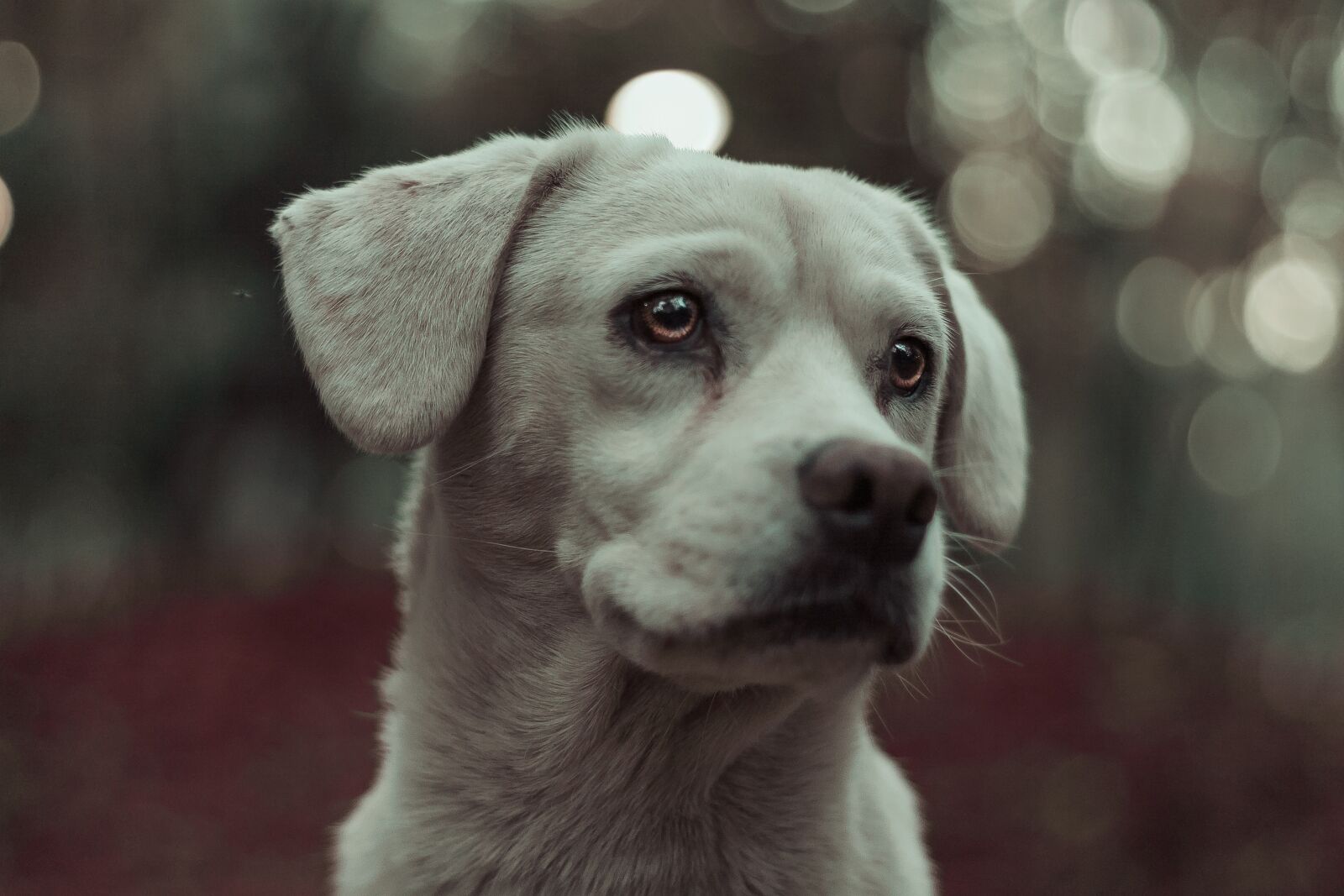 Canon EOS 1100D (EOS Rebel T3 / EOS Kiss X50) + Canon EF 50mm F1.8 II sample photo. Dog, animal, pet photography