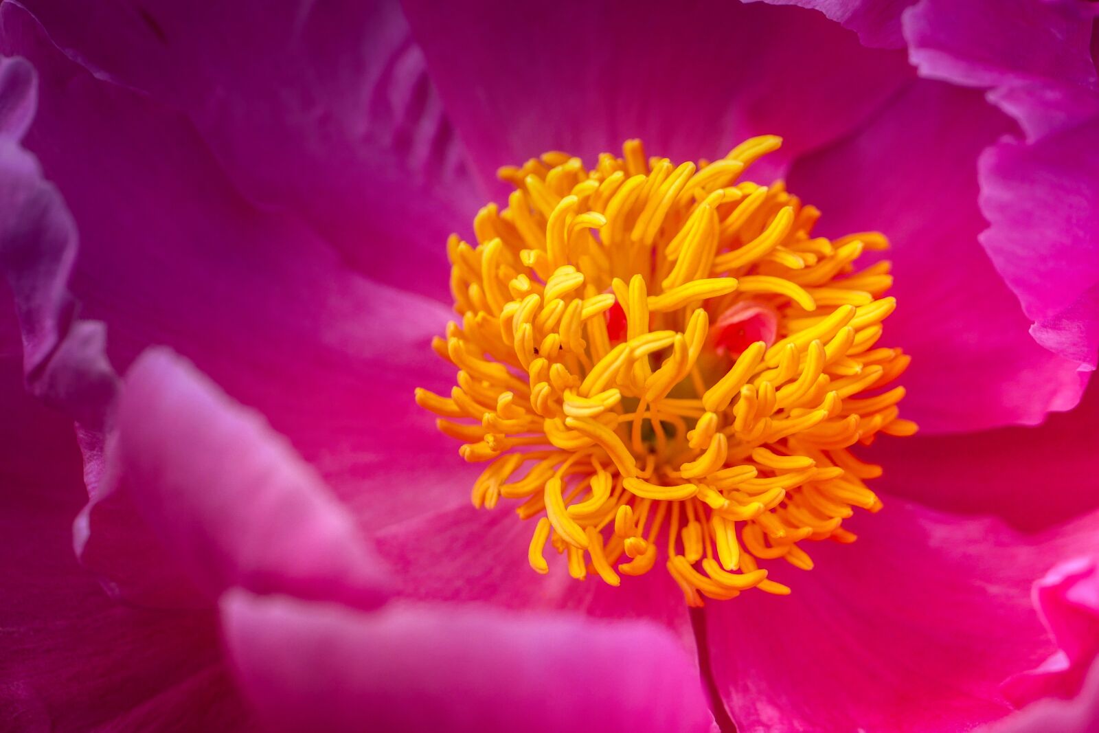 Panasonic Lumix DMC-GX8 sample photo. Peony, bloom, petal photography