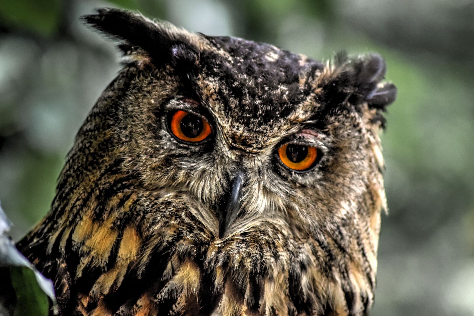 Nikon D5300 sample photo. Eurasian eagle owl, owl photography