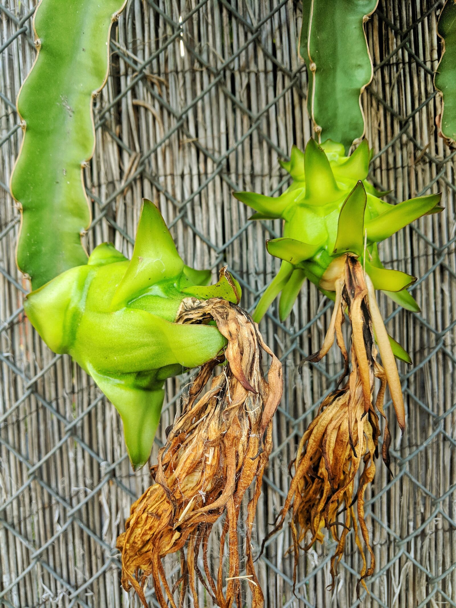 Google Pixel 2 XL sample photo. Dragon fruit, fruit, unripe photography