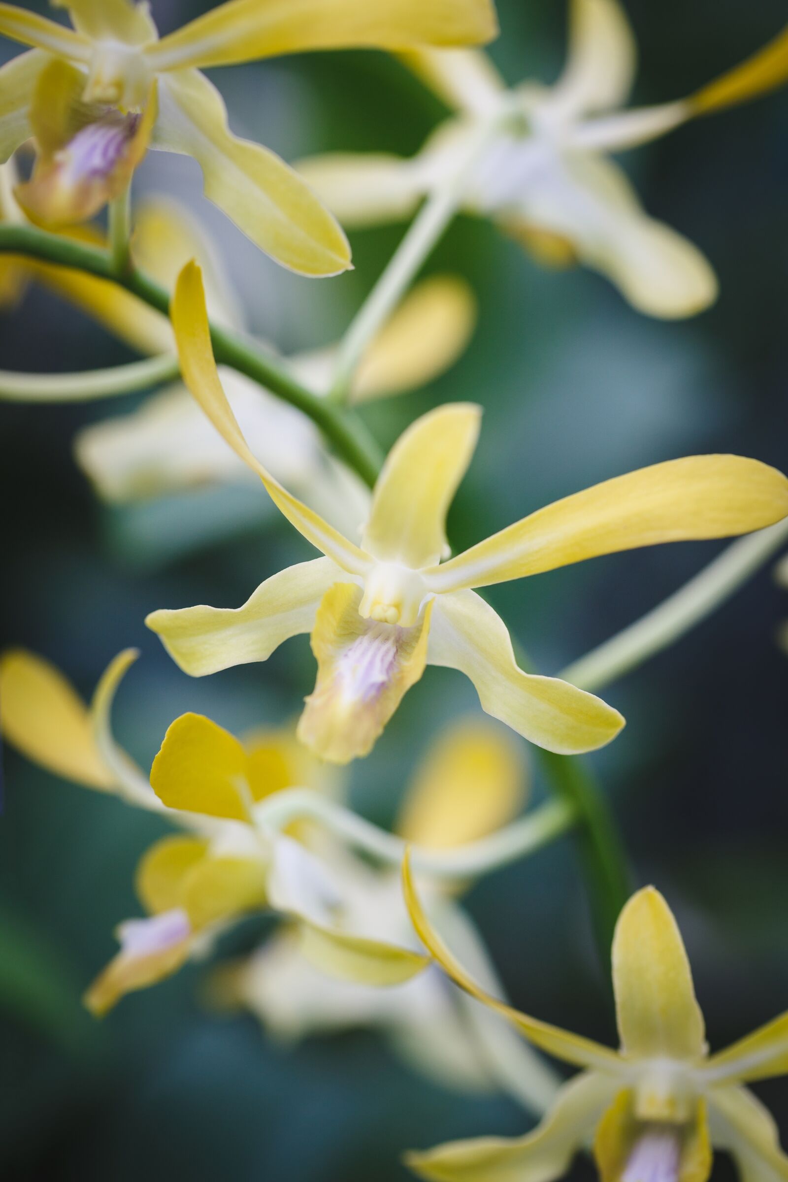 Canon EF 100mm F2.8L Macro IS USM sample photo. Natural pure, fresh, asia photography