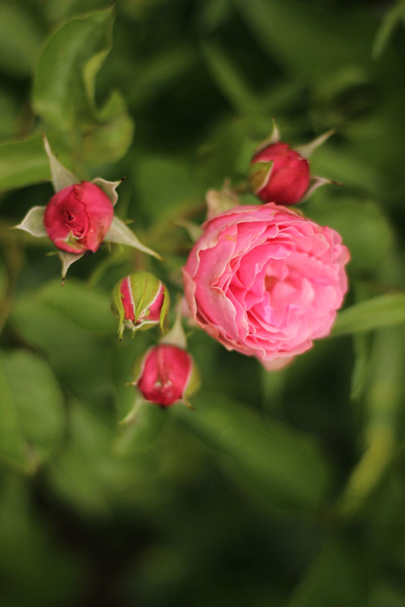 Canon EOS 600D (Rebel EOS T3i / EOS Kiss X5) + Canon EF 50mm F1.8 II sample photo. Rose, close up, spring photography