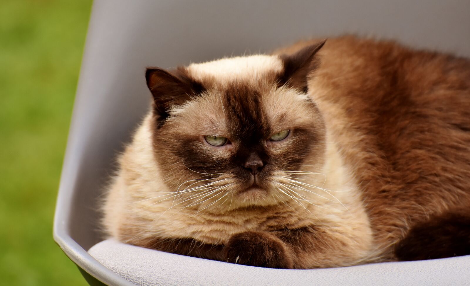 Nikon D7200 sample photo. British shorthair, cat, domestic photography