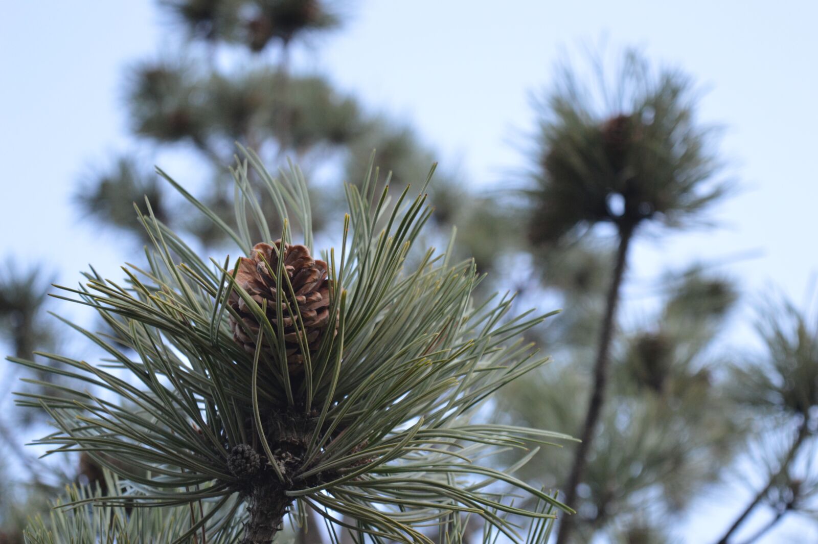 Nikon D3200 sample photo. Tree, nature, outdoor photography