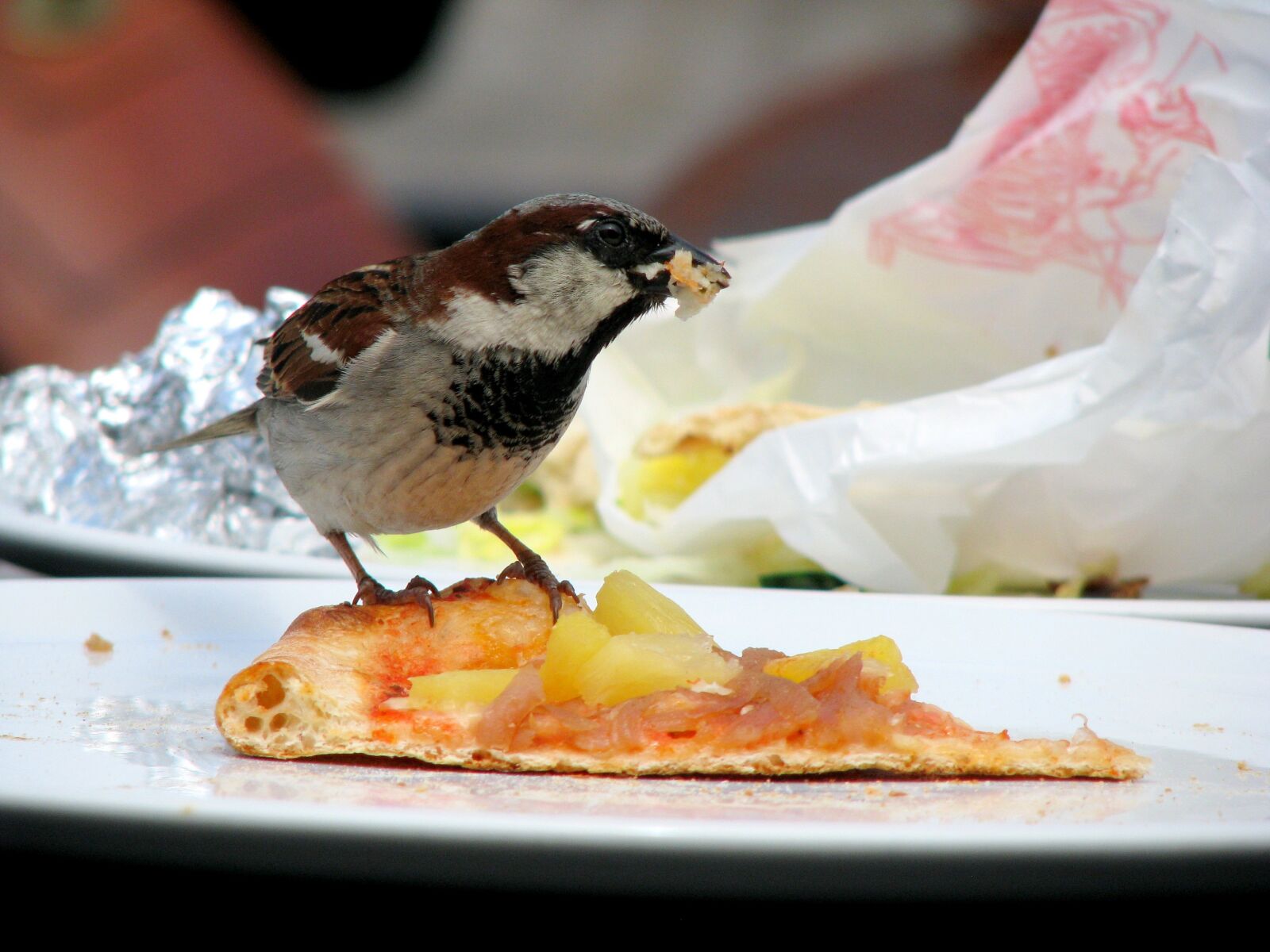 Canon POWERSHOT S5 IS sample photo. The sparrow, bird, pizza photography