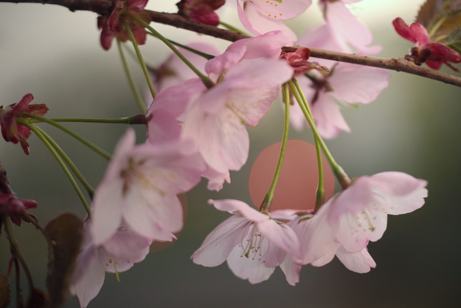 Nikon D3300 sample photo. Nature, cherry tree, inflorescence photography