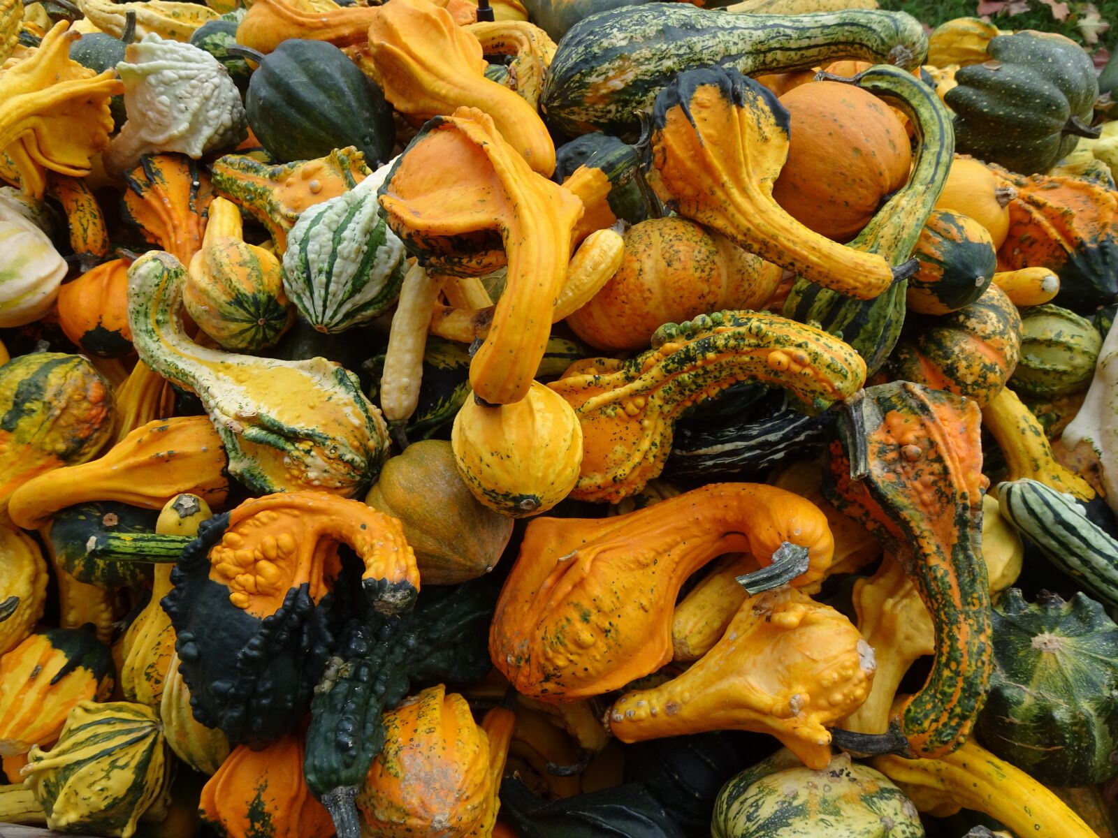 Sony Cyber-shot DSC-WX500 sample photo. Decorative squashes, pumpkins, autumn photography
