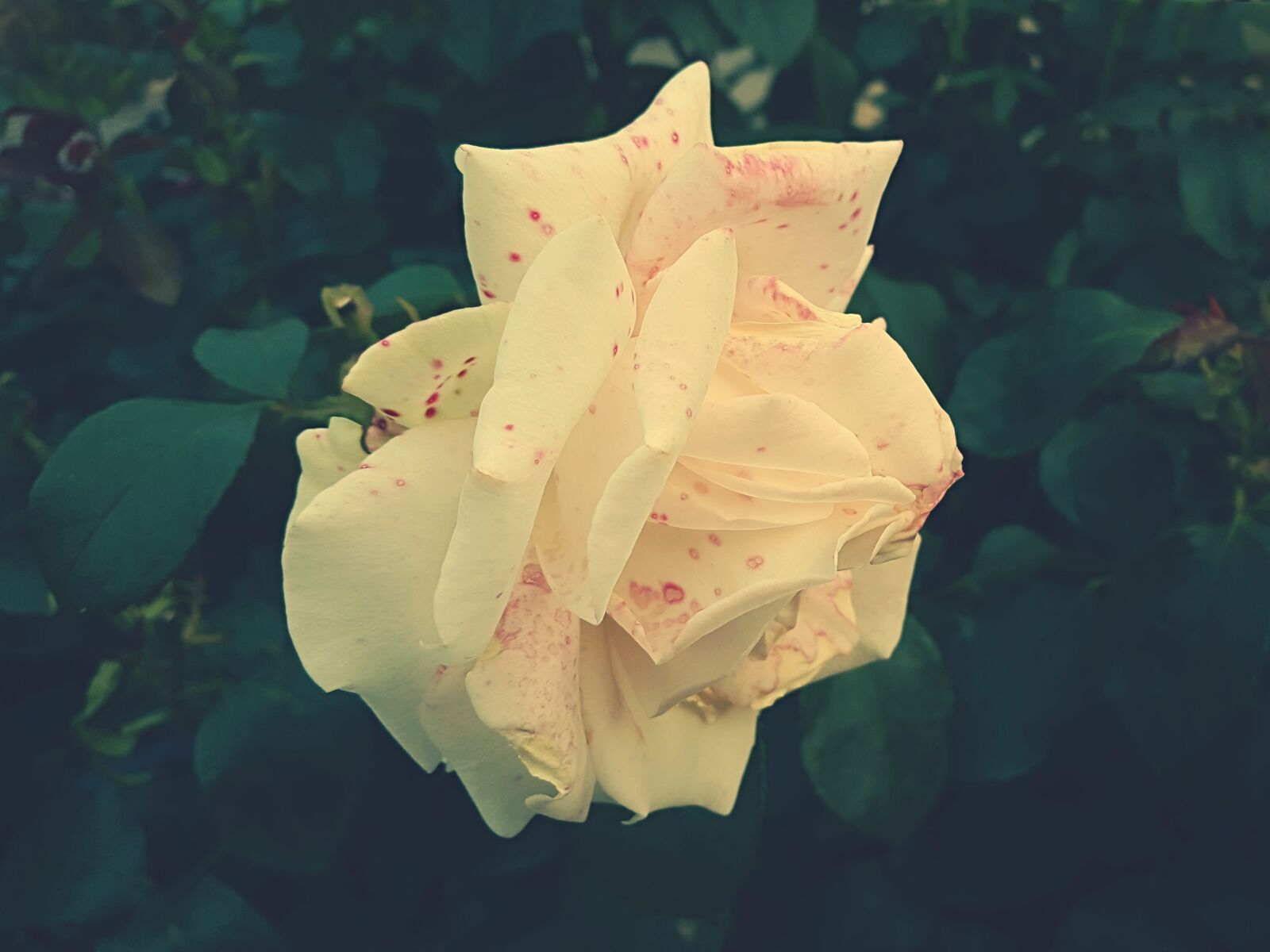 Samsung Galaxy S6 sample photo. Yellow, rose photography