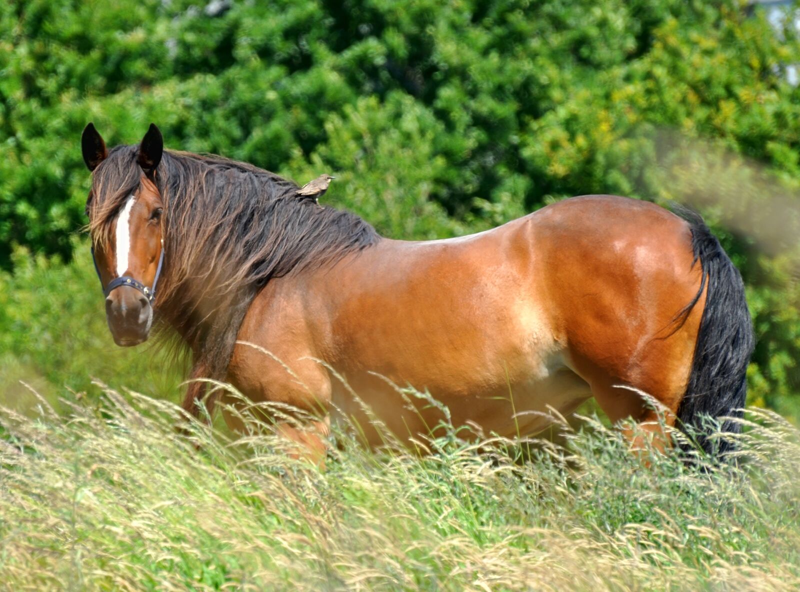 Nikon D90 sample photo. Horse, bird, mane photography