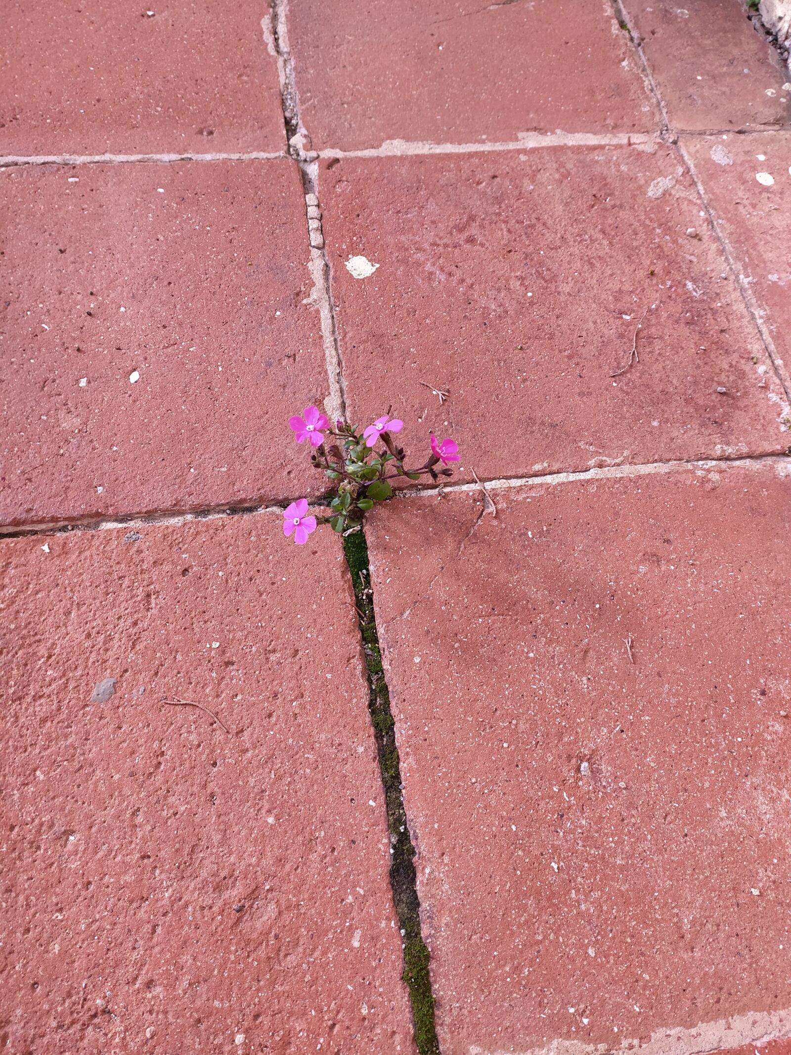 Xiaomi Redmi Note 8 sample photo. Rajoles, rajola, flower photography