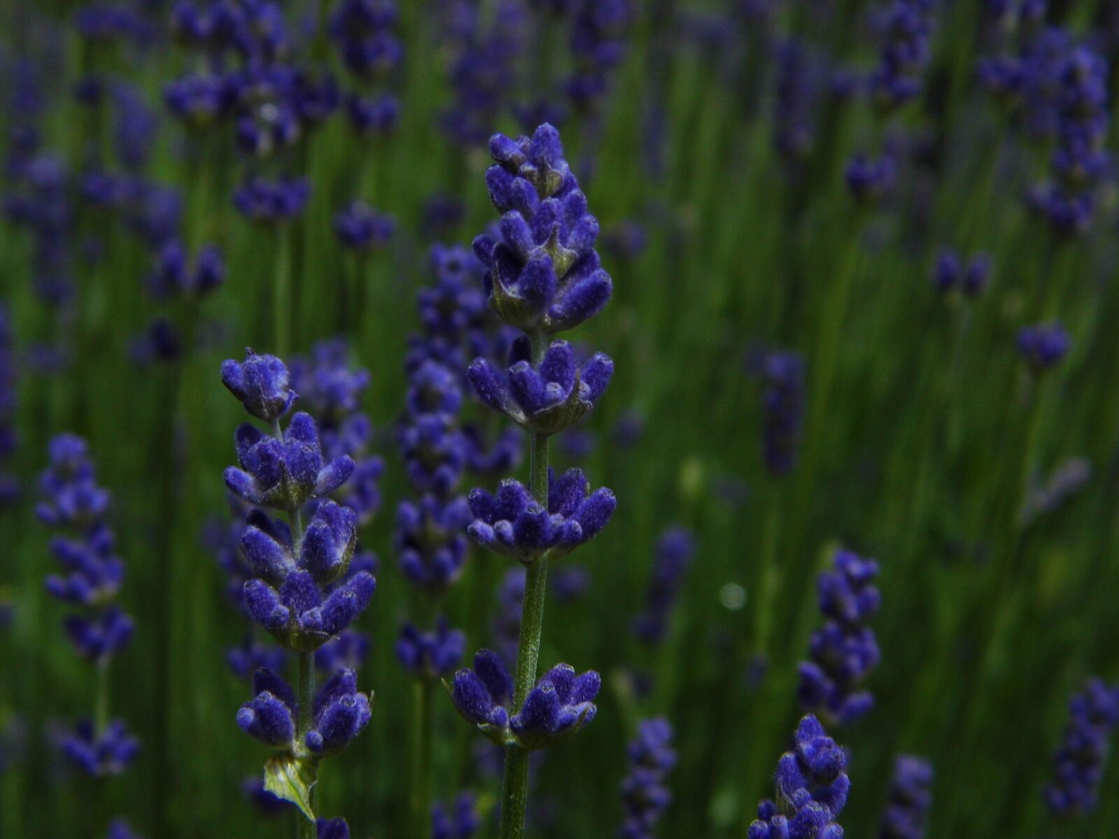 Benq GH600 sample photo. Lavender, purple, purple flowers photography