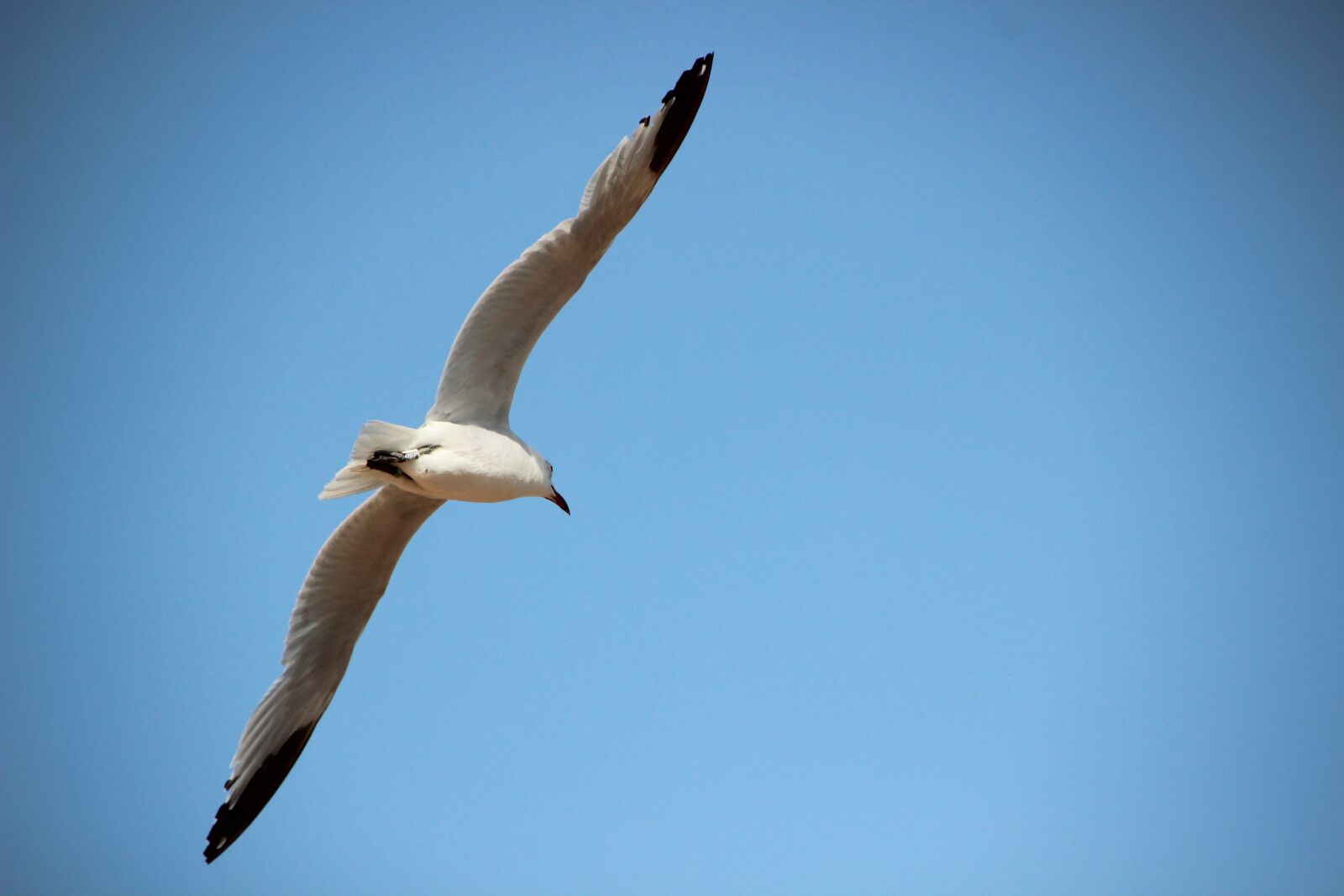 Canon EOS 600D (Rebel EOS T3i / EOS Kiss X5) sample photo. Seagull, bird, fly photography
