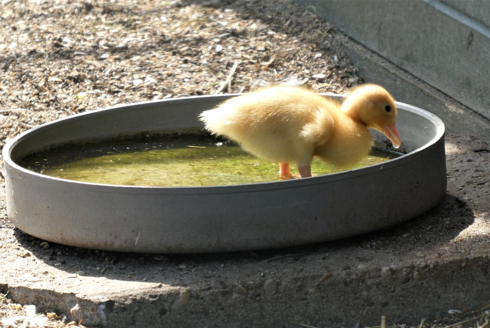 Panasonic Lumix DC-ZS70 (Lumix DC-TZ90) sample photo. Chick, drinking, cute photography