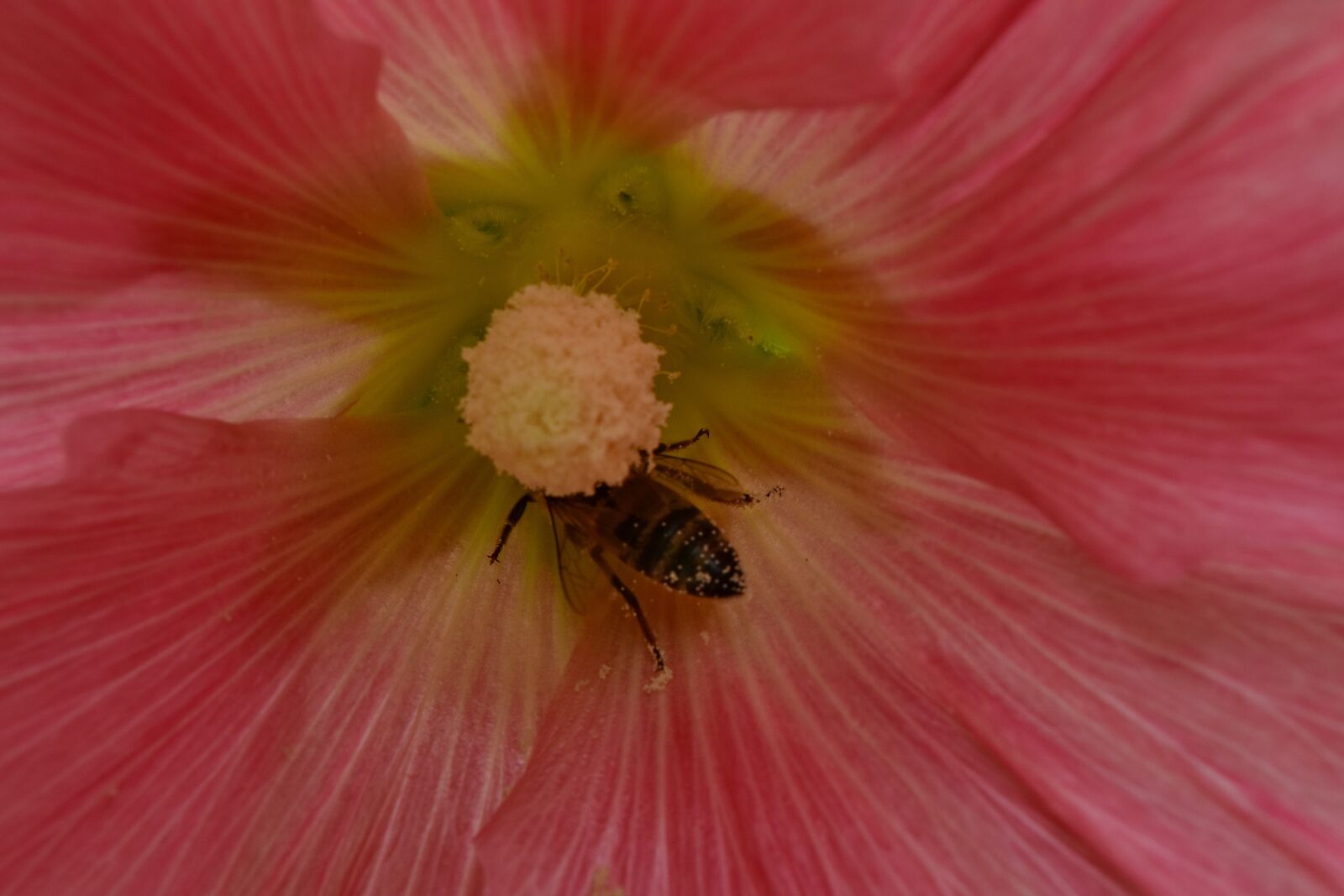 Nikon D5500 sample photo. Bee, nectar, pistil, pollination photography