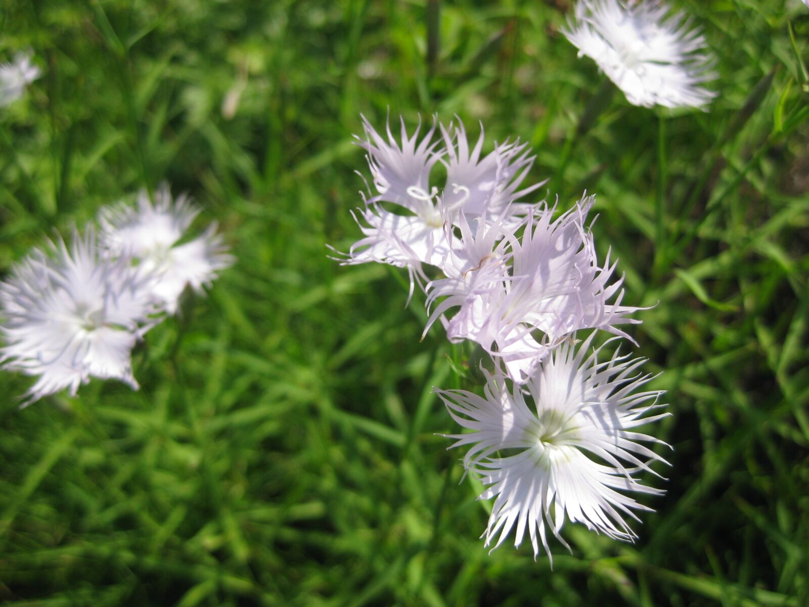 Canon PowerShot SD1100 IS (Digital IXUS 80 IS / IXY Digital 20 IS) sample photo. Flower, blossom, bloom photography
