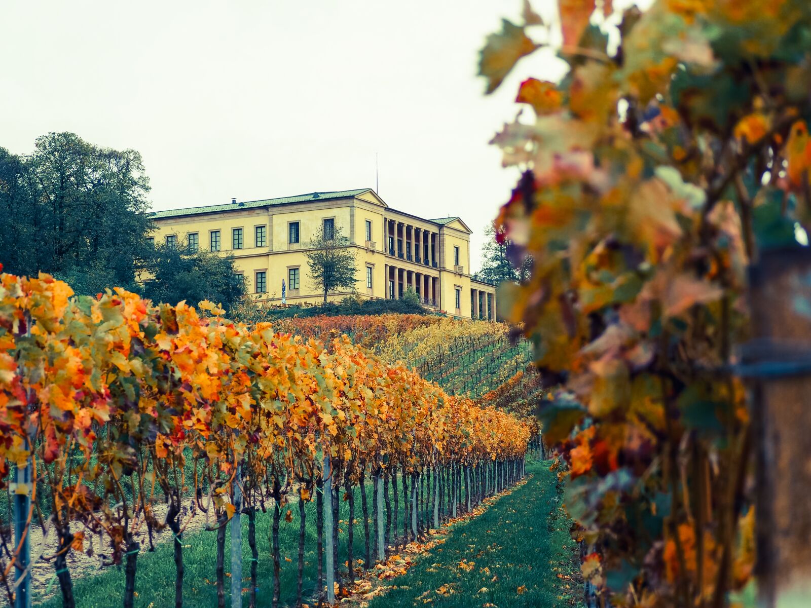 Olympus OM-D E-M10 II sample photo. Palatinate, vines, castle photography