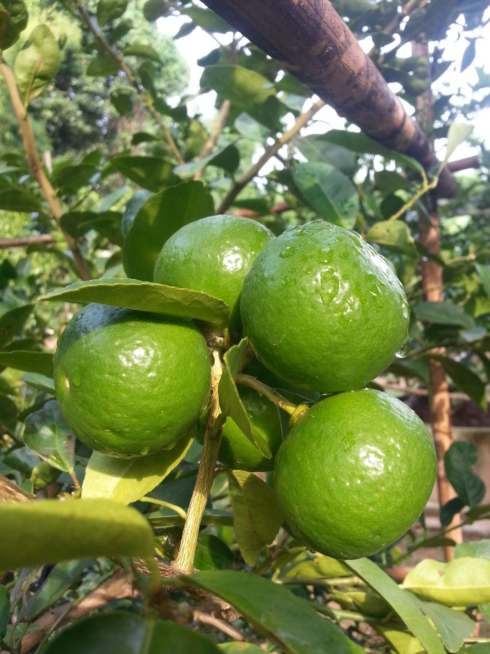 Samsung Galaxy Note2 sample photo. Lime, plant, garden photography