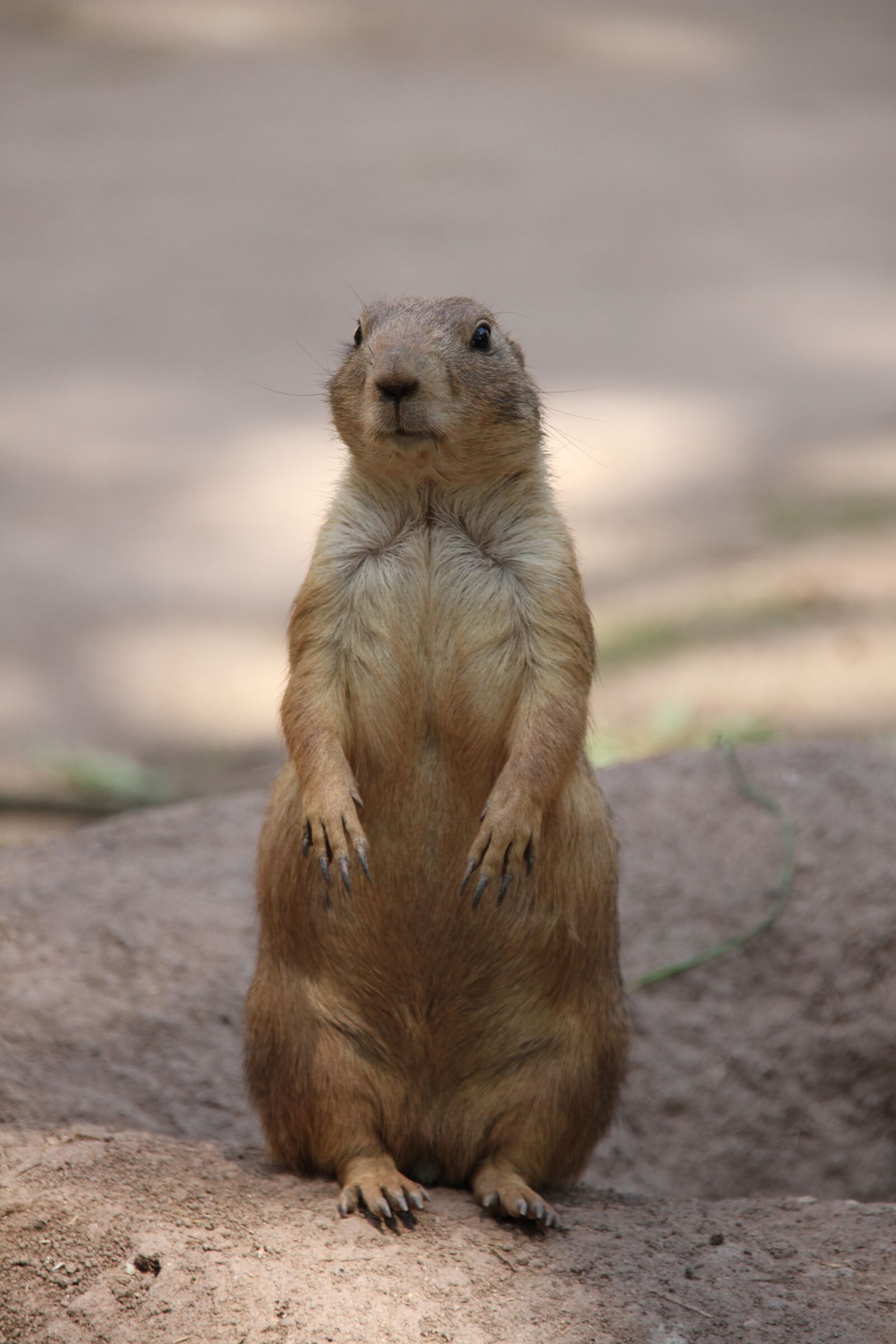 Canon EOS 7D sample photo. Meerkat, cute, small photography