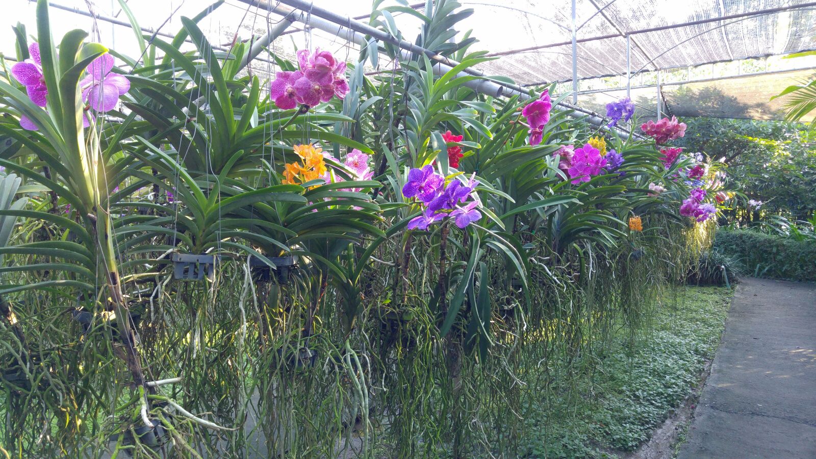 LG G4 sample photo. Orchids, orchid garden, orchid photography
