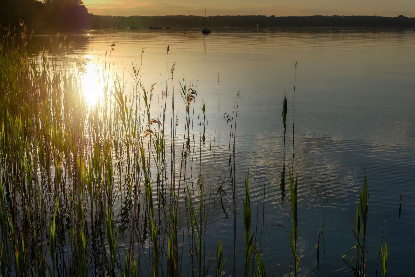 Panasonic Lumix DMC-GX8 sample photo. Lake, sunset, reed photography
