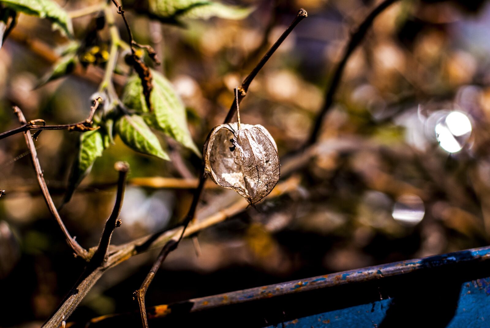 Nikon D60 sample photo. Uvilla dry, fruit, landscape photography